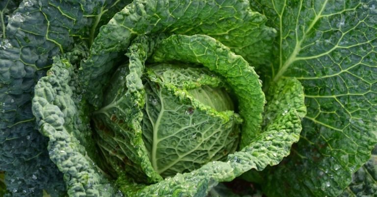 Cabbage, one of the superfoods for weight loss.